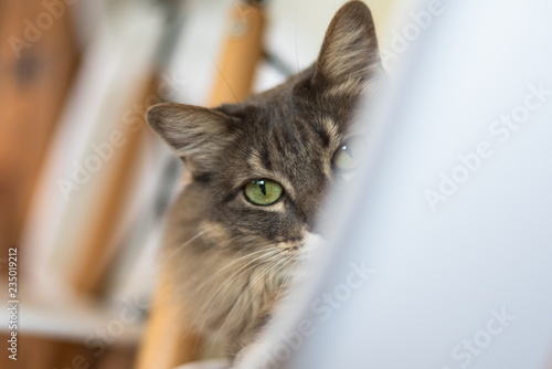 Fototapeta Naklejka Na Ścianę i Meble -  Curious cat
