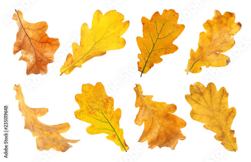 Set with autumn leaves on white background. Fall foliage