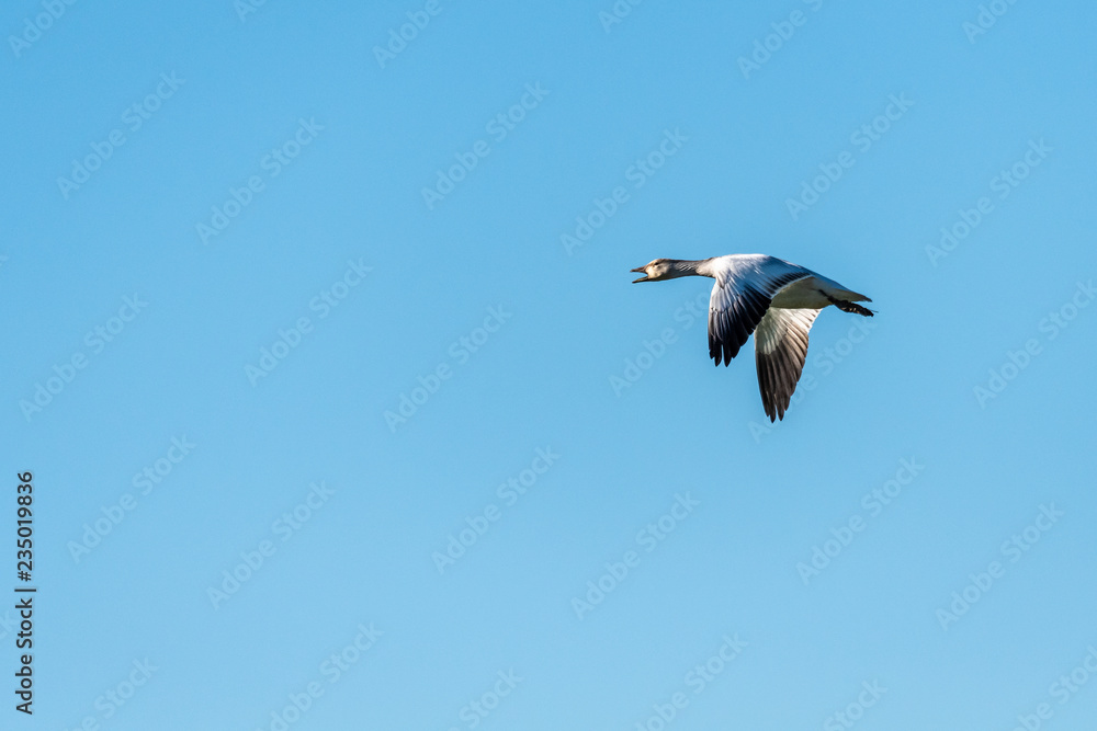 Snow Goose flying in a clear blue sky, Skagit Valley, Washington, USA Snow Goose flying in a clear blue sky, Skagit Valley, Washington, USA
