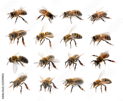 Set with honey bees on white background © New Africa