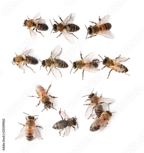 Set with honey bees on white background, top view