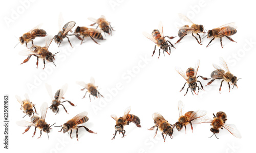 Set with honey bees on white background