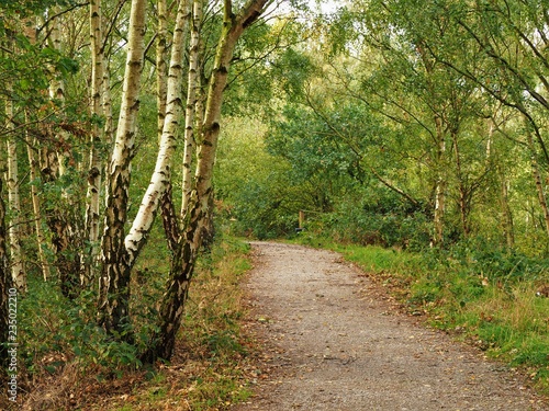 Path through woodland with silver birch tree trunks in summer