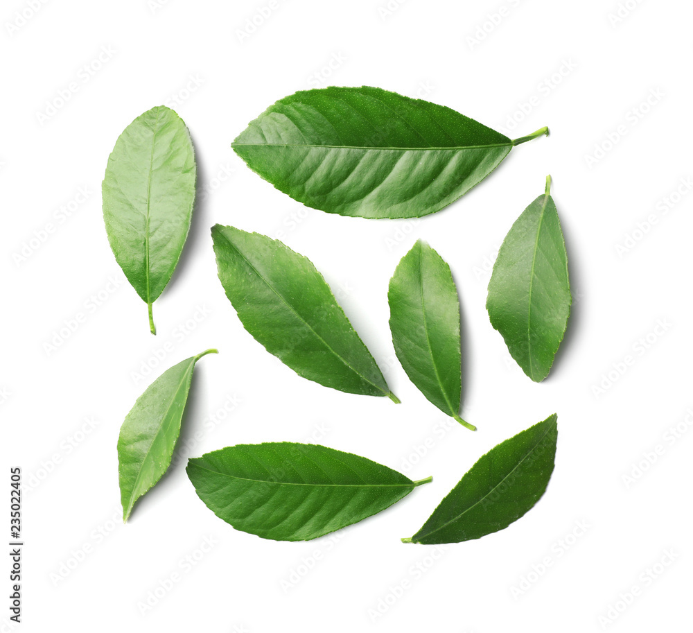 Fresh green citrus leaves on white background, top view