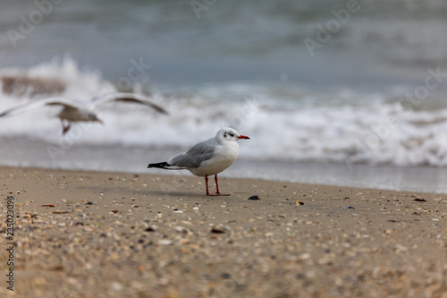 Seagull on the beach in flight