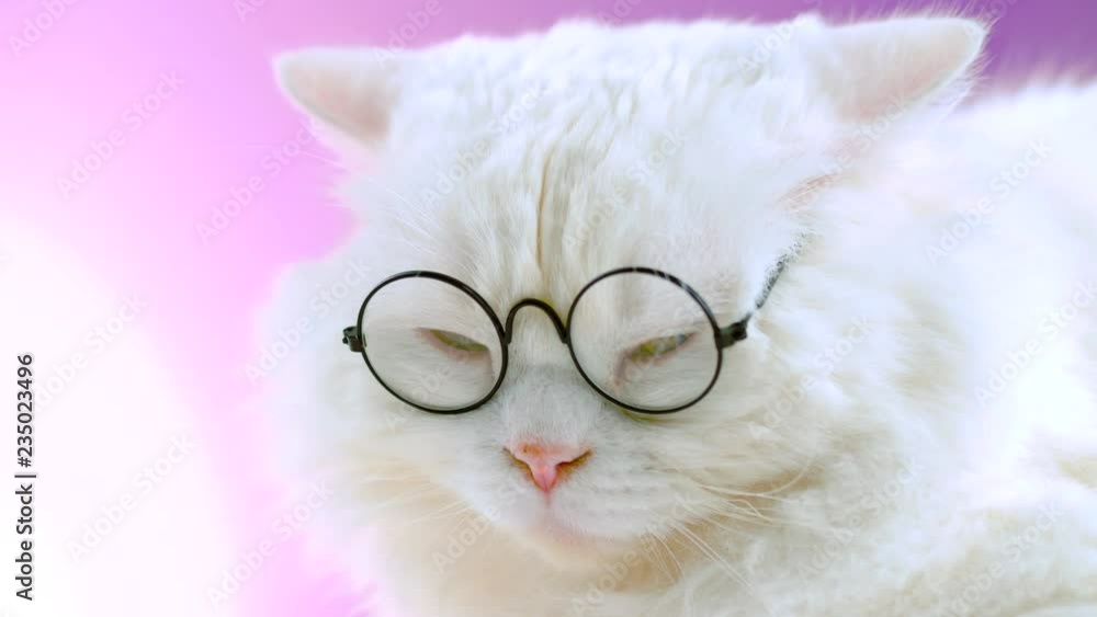 Domestic soigne scientist cat poses on pink background wall. Close portrait of white fluffy kitten in transparent round glasses. Education, science, knowledge concept.