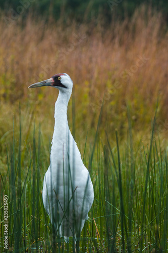 whopping crane