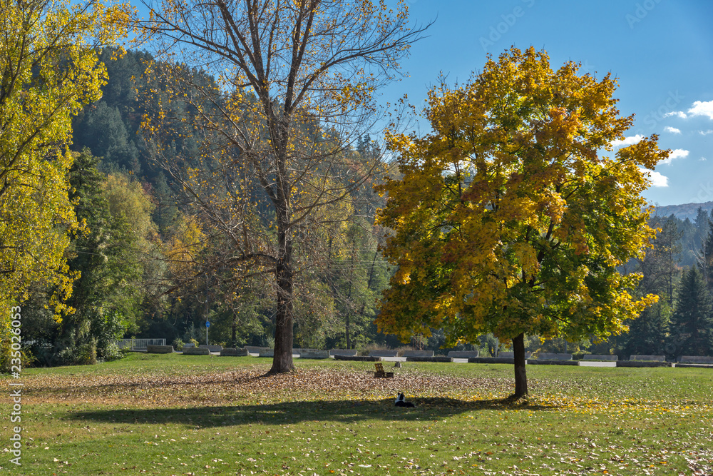 Autumn Landscape with yellow tree near Pancharevo lake, Sofia city Region, Bulgaria