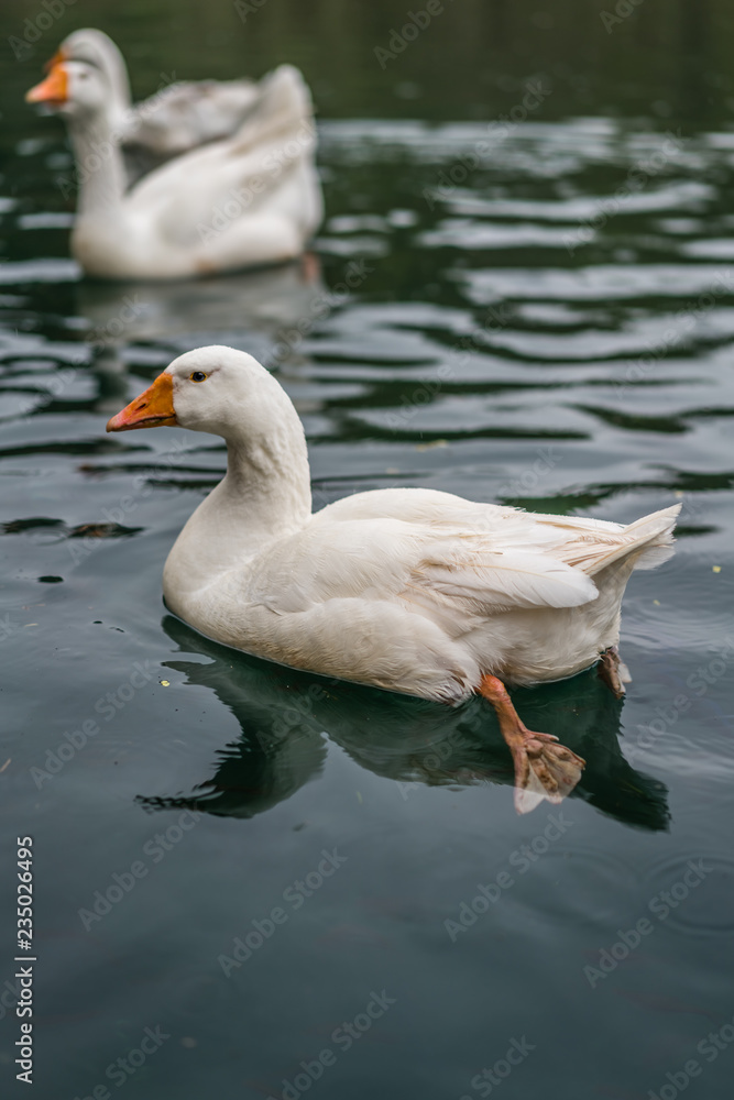 White ducks swimming  in pond