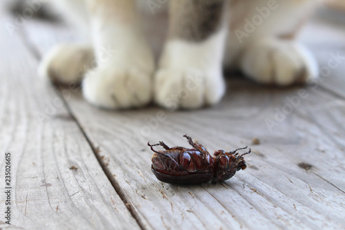 dead beetle lay on its back on wooden table with cat paws in blur background