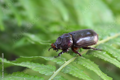 dark brown beetle on green fern