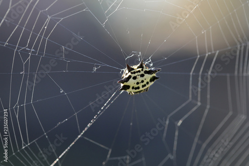 Spider in web, against sunlight
