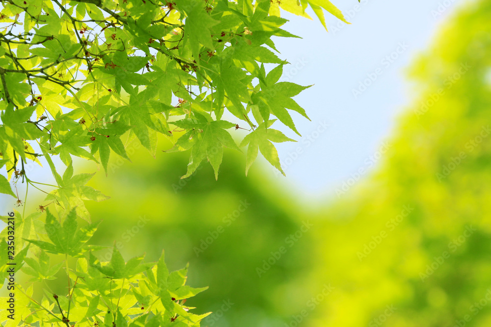 新緑のモミジの葉と木漏れ日