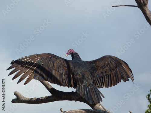 Pájaro cubano