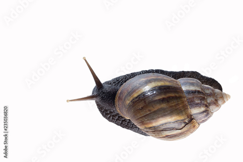 giant african snail isolated on white background