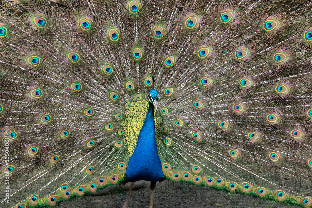 Obraz premium Peacock displaying