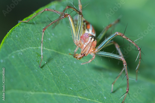lynx spider eating insect on green leaf