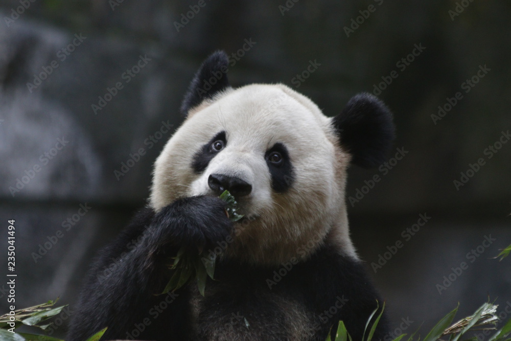 Close up Panda's Fluffy Face, China
