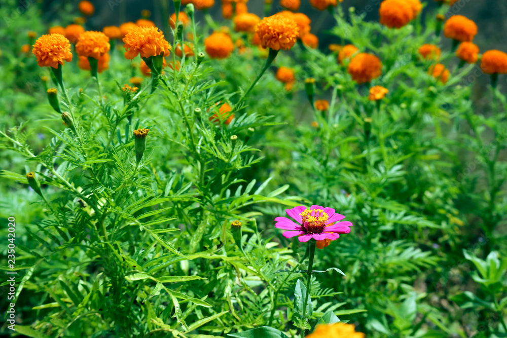 wild flowers by roadside
