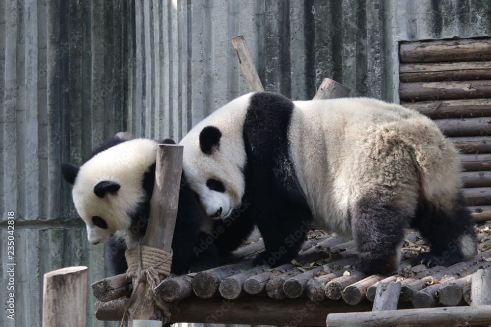 Fototapeta premium Mother Giant Panda and Her Cute Cub