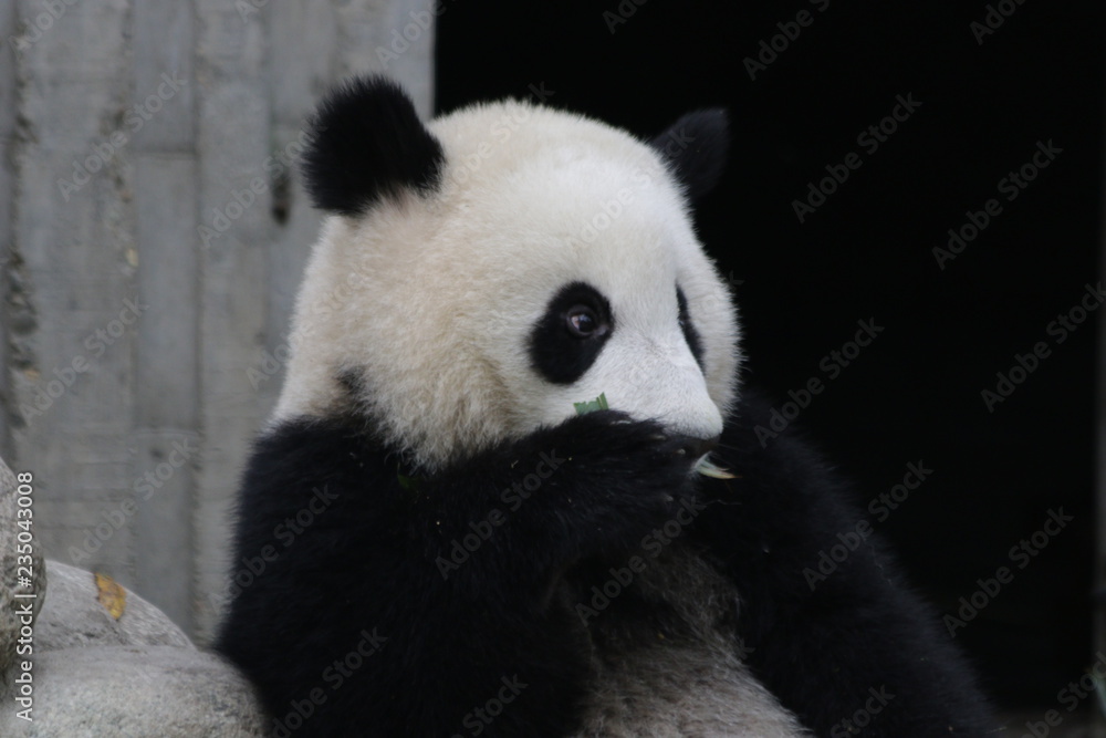 Cute Little Panda Cub, China Cute Little Panda Cub, China