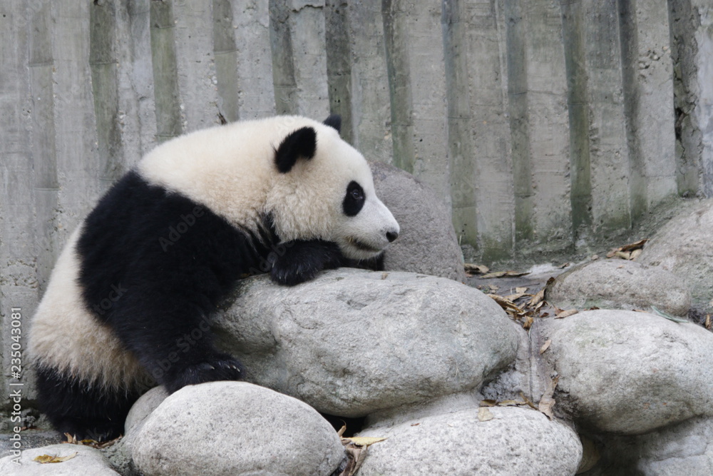 Little Panda in Chengdu Panda Base