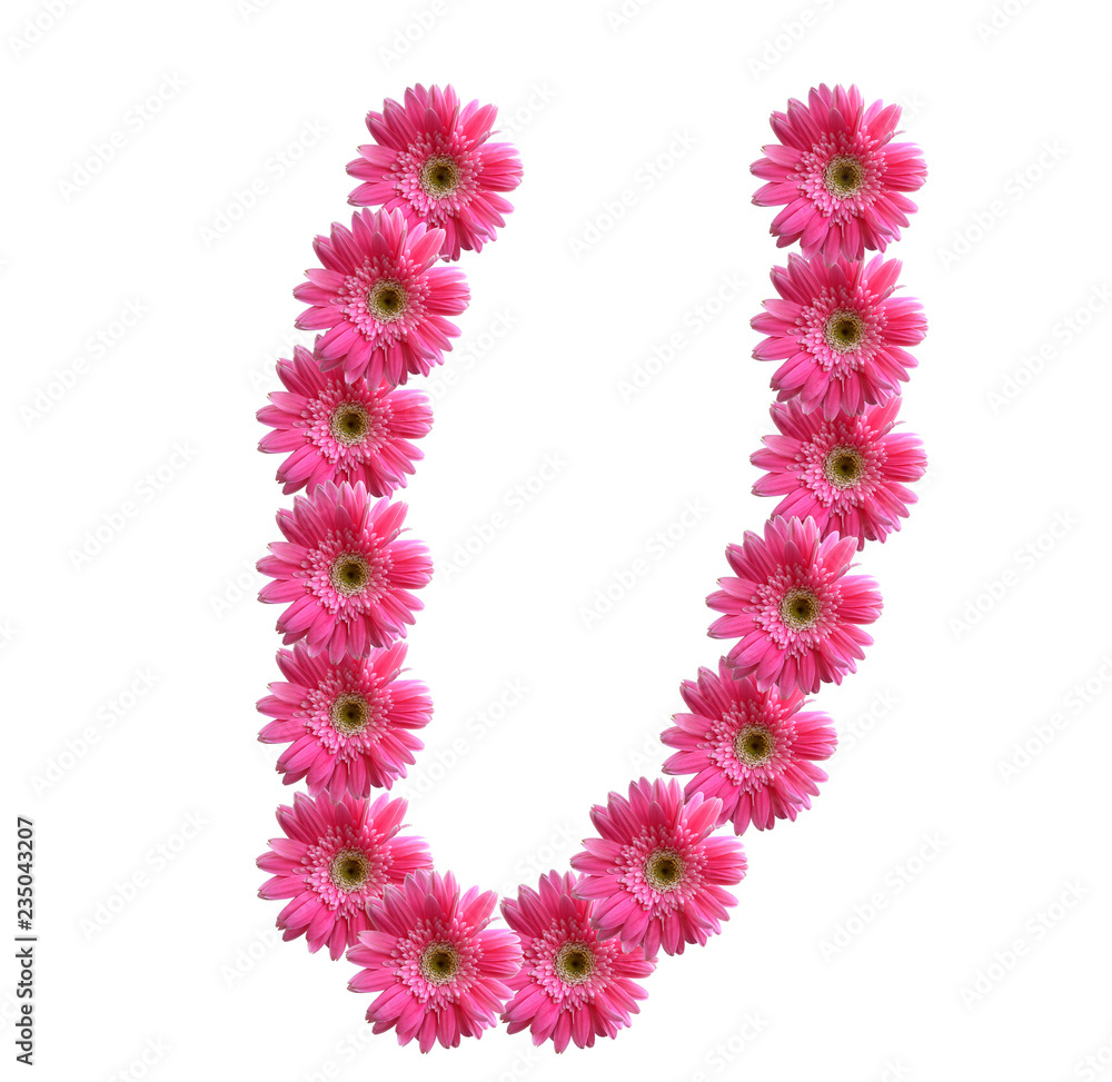 English alphabet from pink chrysanthemum