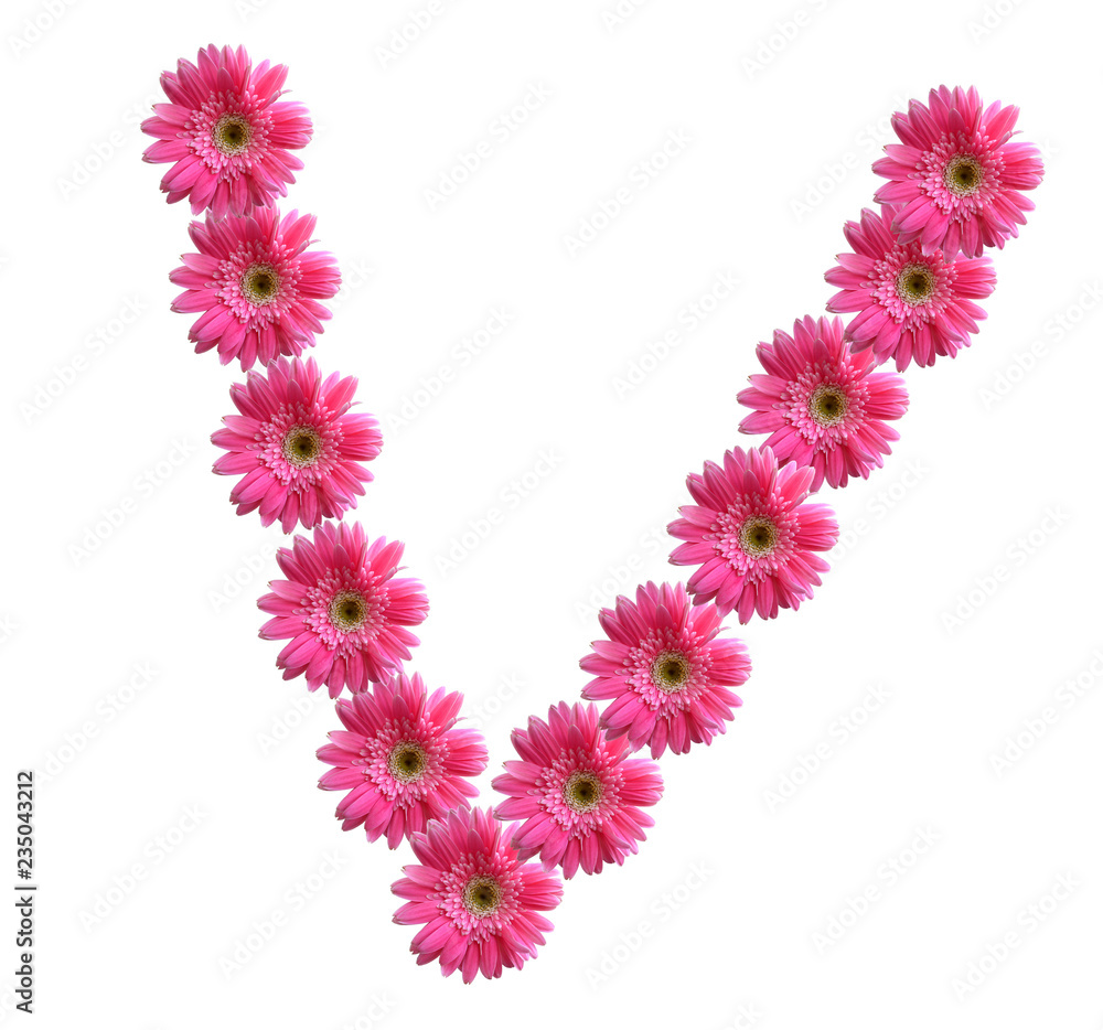 English alphabet from pink chrysanthemum