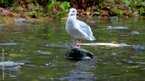 Sea gull looking at salmon in river photo