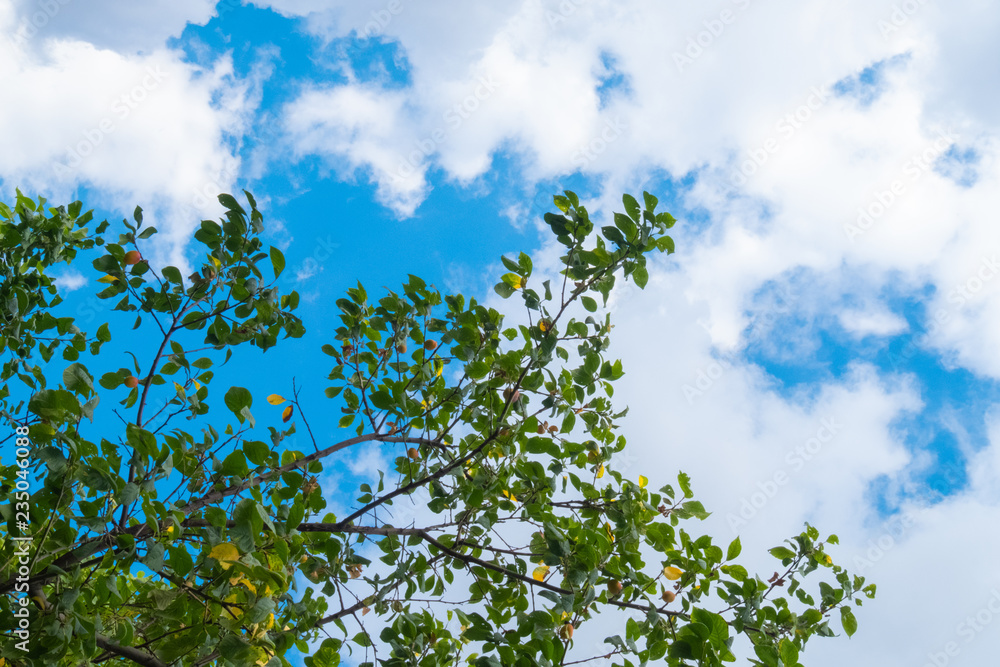 yellow plum tree, fruit garden, orchard and cloudy sky yellow plum tree, fruit garden, orchard and cloudy sky