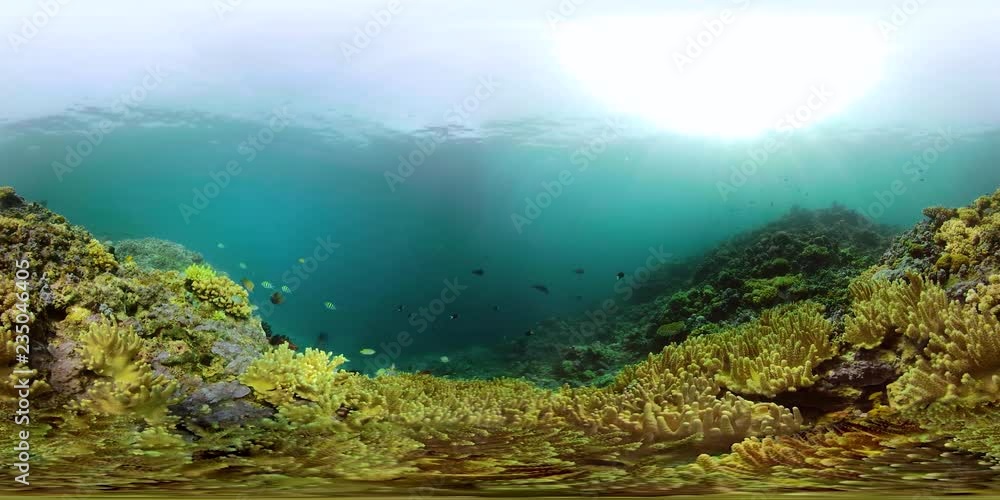 coral reef and tropical fish. vr360 underwater world with corals and lot fish. Hard and soft corals underwater landscape coral reef and tropical fish. vr360 underwater world with corals and lot fish. Hard and soft corals underwater landscape