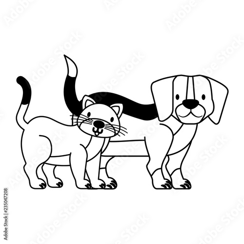 pets dog and cat on white background