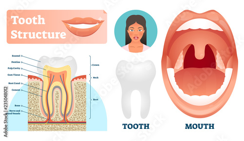 Tooth structure vector illustration. Labeled medical healthy teeth scheme.