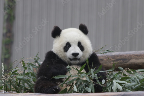 Cute Fluffy Panda Cub s Learning to Eat Bamboo  China