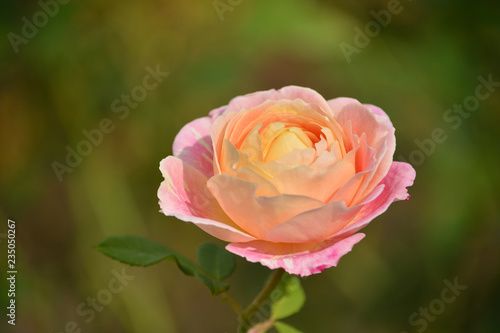 Pink  rose


