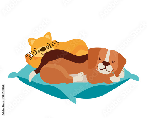 dog and cat pets on cushion