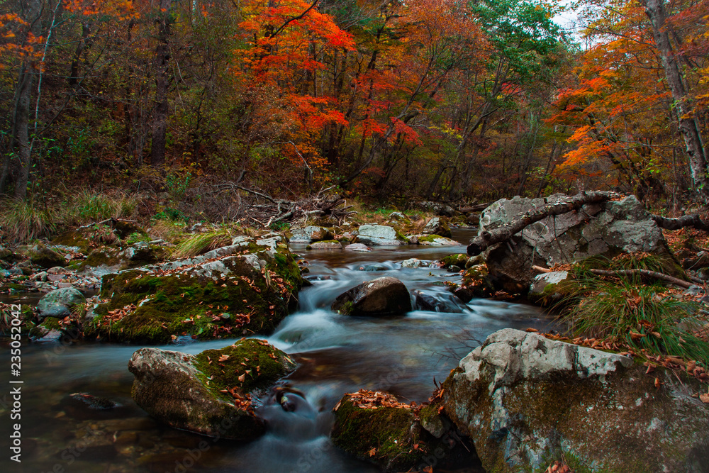 river in the forest