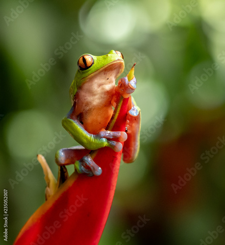 Tree Frog in Costa Rica 