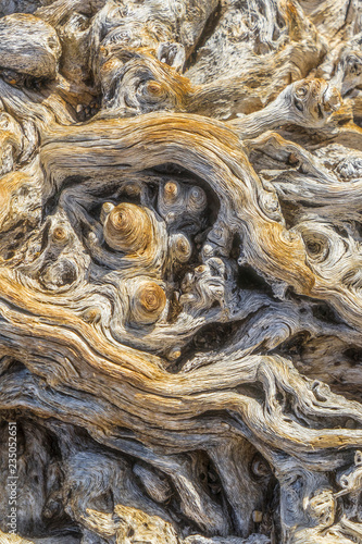 The roots of a Saguaro cactus