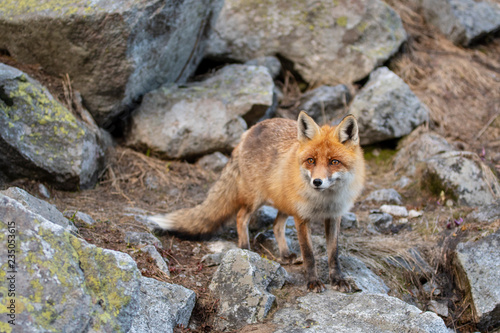 Red fox in the wild