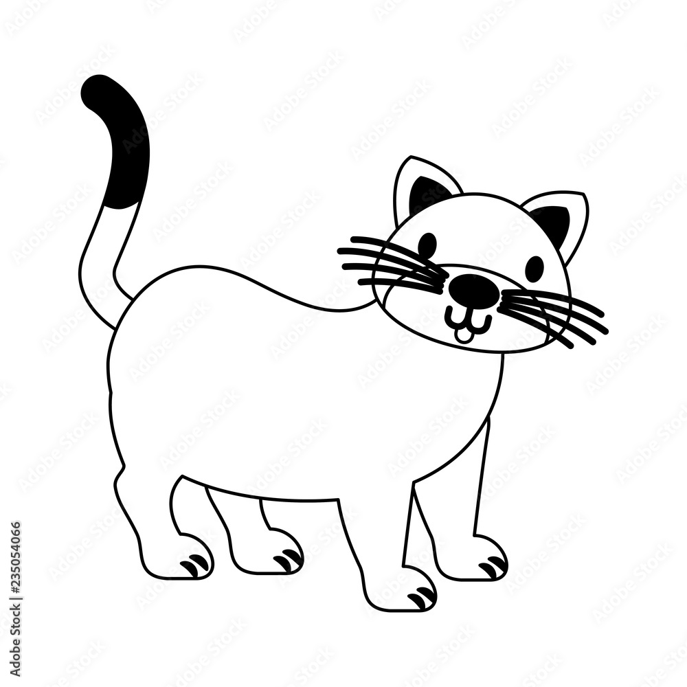 cat pet on white background cat pet on white background