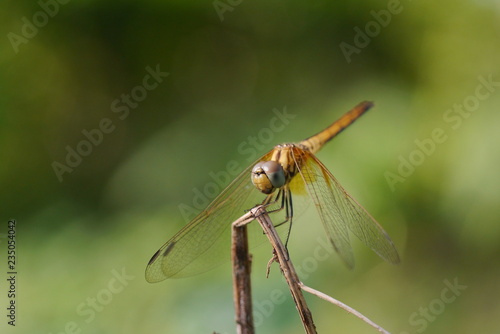 Dargonfly © patanasak