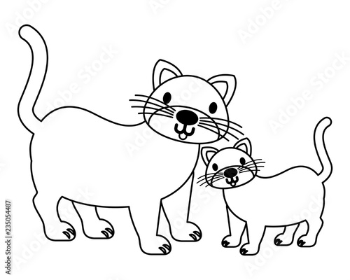 cats pet on white background