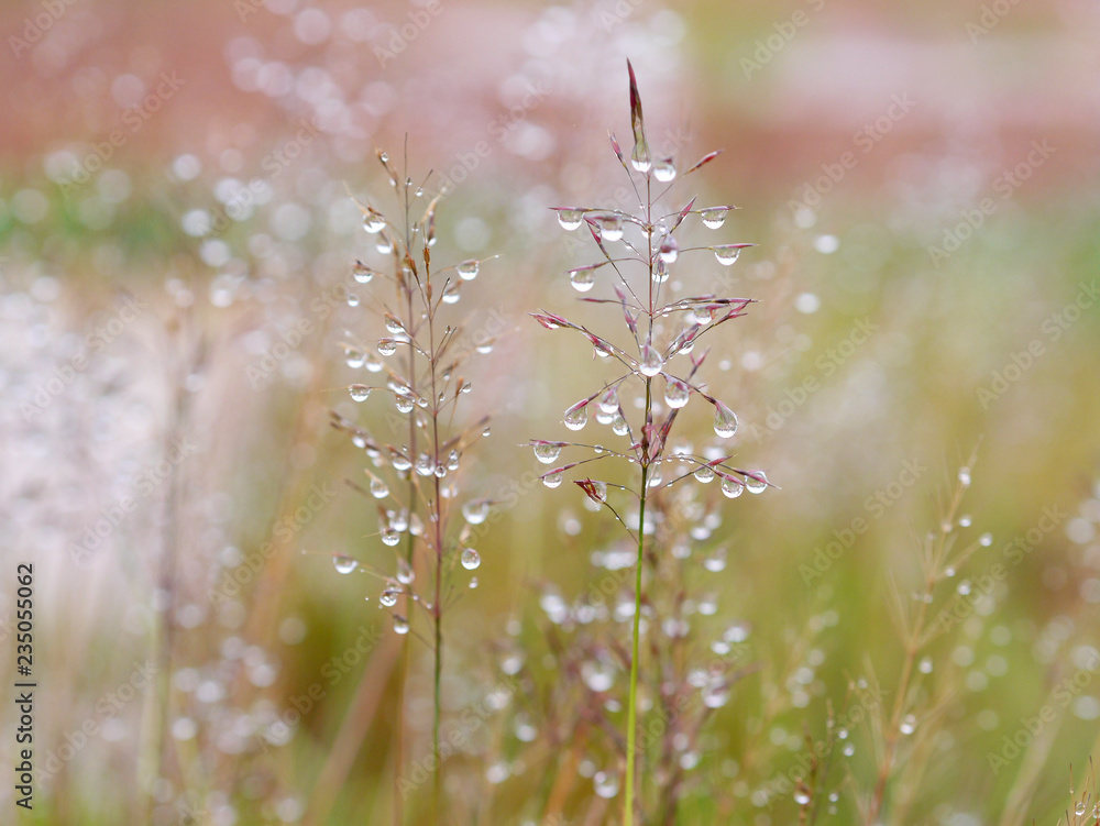 Fototapeta premium Grass Flowers