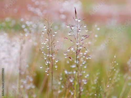 Grass Flowers