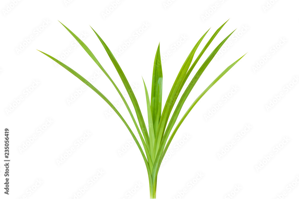 Fresh Pandan leaves isolated on white background. Fresh Pandan leaves isolated on white background.