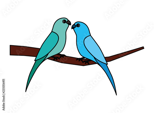 two parrots bird on branch