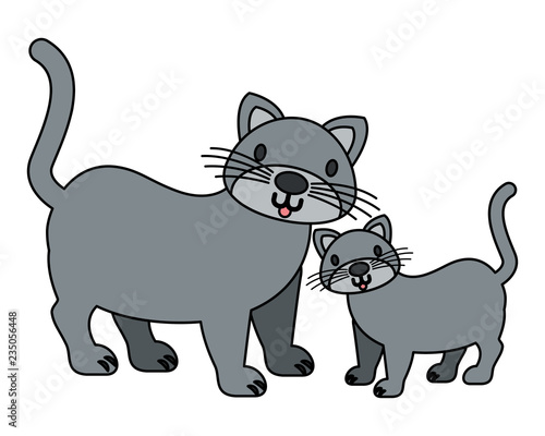 cats pet on white background