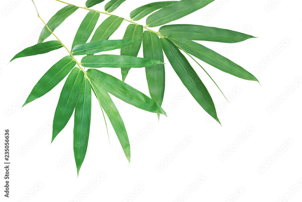 Fototapeta Bambus Rozgałęzia się z Zielonymi liśćmi Odizolowywającymi na Białym tle