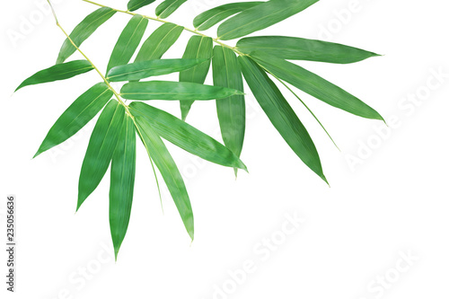 Bamboo Branches with Green Leaves Isolated on White Background